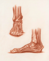 Anatomical Study, Foot Study 1